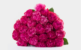 Ecuadorian Rose Varieties