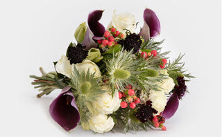 Dutch Mini Callas