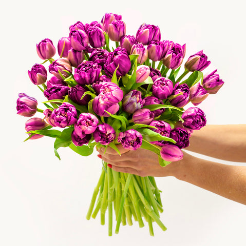 Purple Peony Tulips (old)