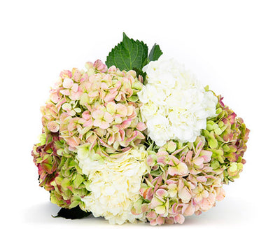 Bloomsy DELUXE