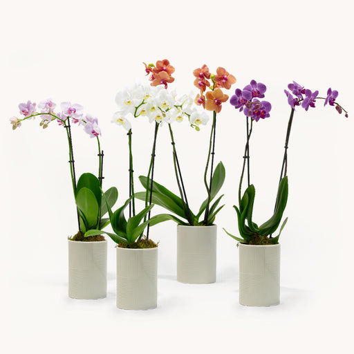 Bloomsy Orchids Subscription Prepaid Annual
