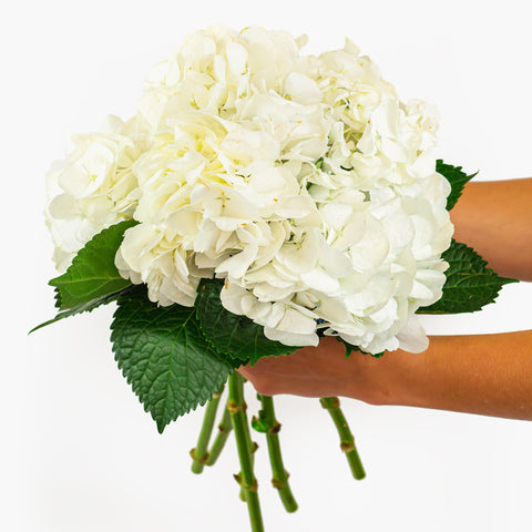 White Symphony Hydrangea