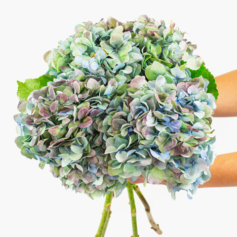 Emerald Enchantment Hydrangea