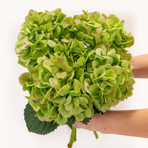 Kiwi Dream Hydrangea