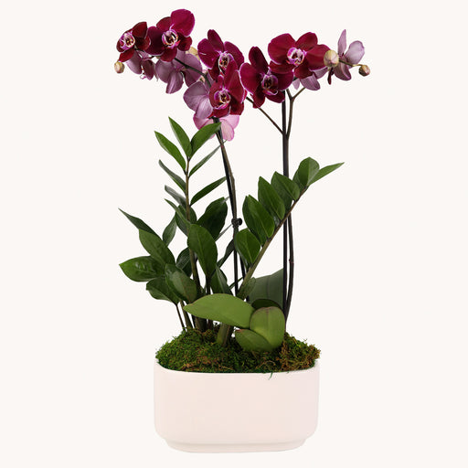 Orchid Oasis