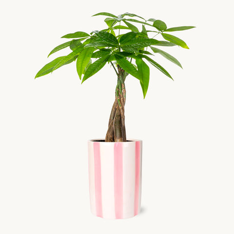 Singapore Money Tree Pink Stripe Pot