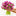 Purple Peony Tulips (old)