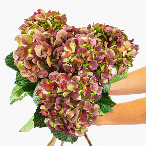 Emerald Garnet Hydrangea