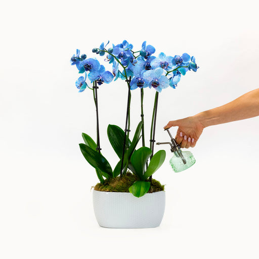 Twin Sapphire Orchids