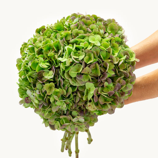 Green Antique Hydrangea Bouquet