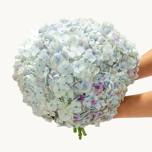 Pastel Cloud Hydrangea