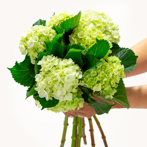 Shades of Spring Hydrangea