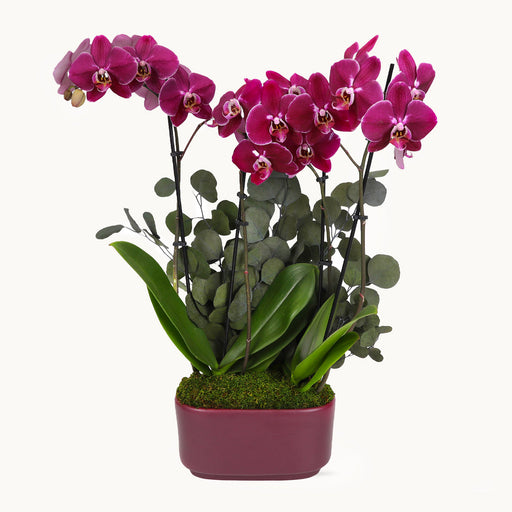 Zen Garden Orchid