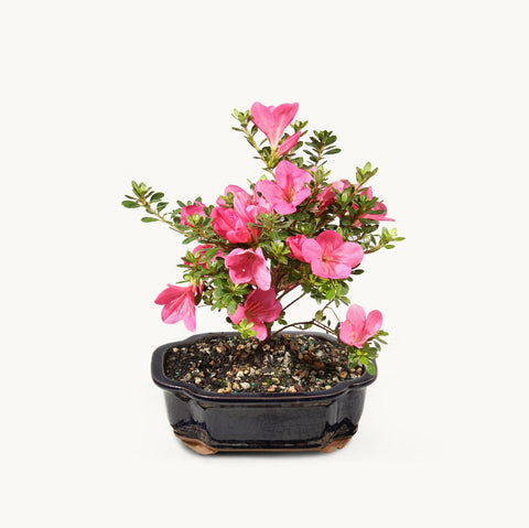 Satsuki Azalea Medium