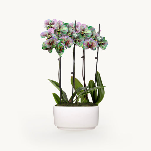 NYBG Living Kaleidoscope Orchid Duo