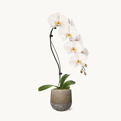 NYBG Pure Luxury Orchid