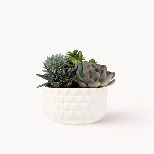 Living Beauty Garden