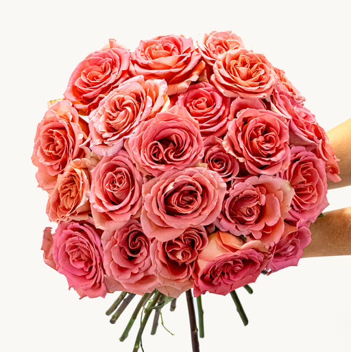 Garden Kiss Roses