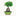 Ginseng Grafted Ficus