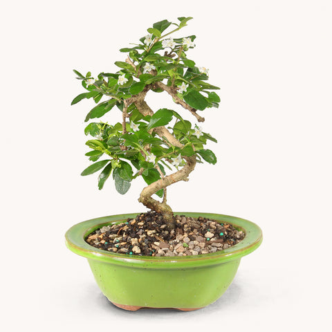 Fukien Tea