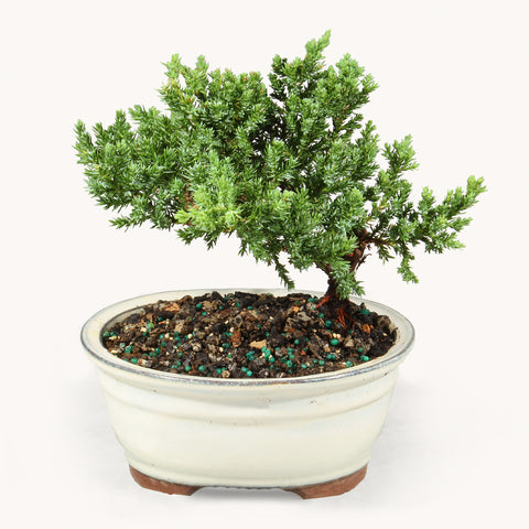 Green Mound Juniper