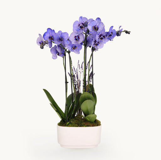 Lavender Dream Orchid Duo