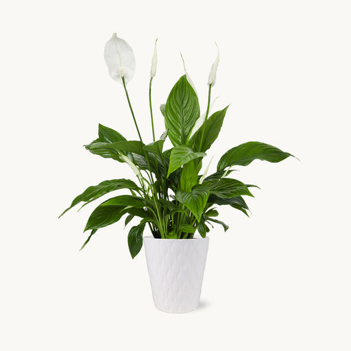 Peace Lily