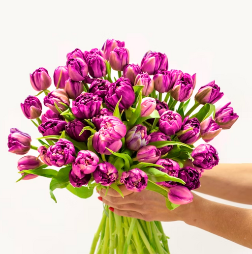 Purple Peony Tulips