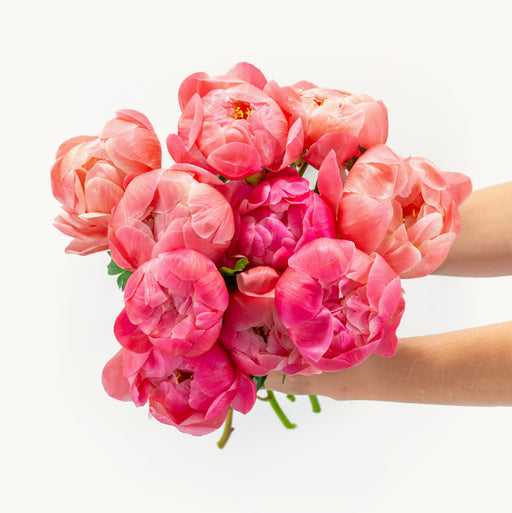 Coral Peonies