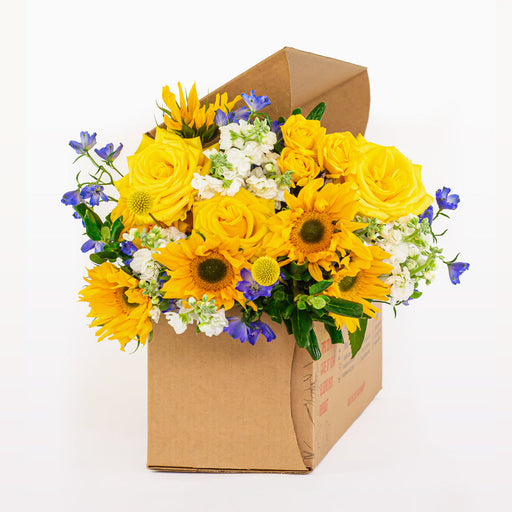 Bloomsy Original | 6-Month Plan Deal