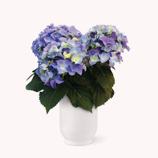Beautiful Blue Hydrangea