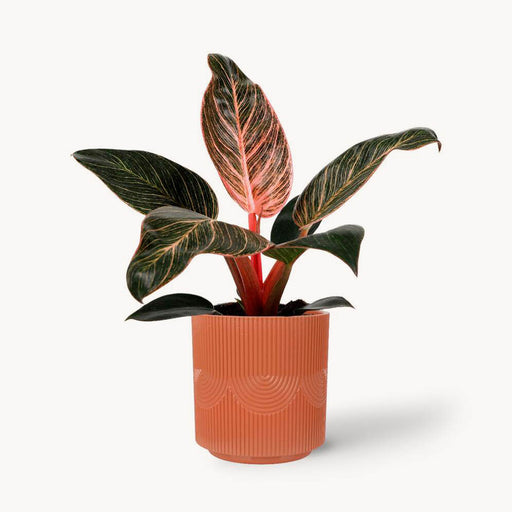 Pink Bikini Philodendron