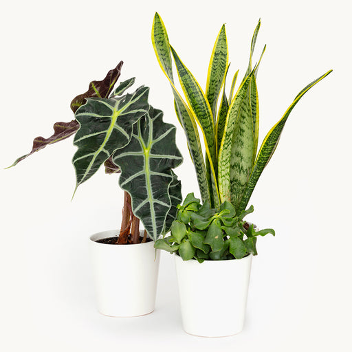 Bloomsy Plants(subs)