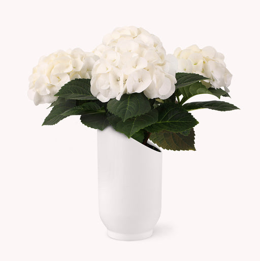 Pristine White Hydrangea