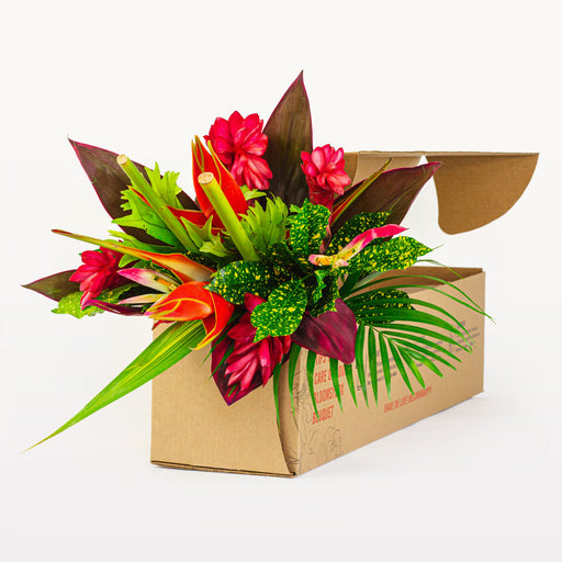 Tropical Subscription - 12 Month Prepay