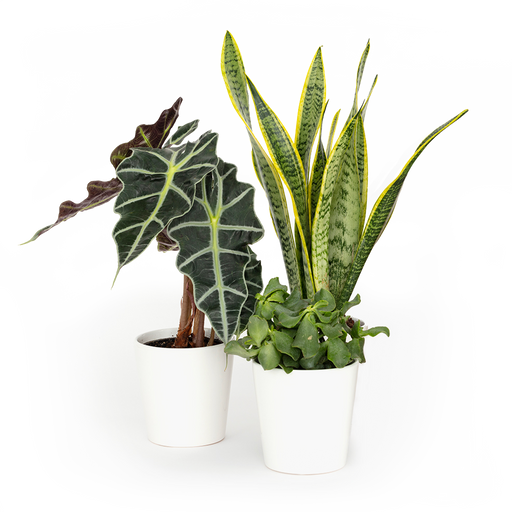 Bloomsy Plants - 6 Month Prepay