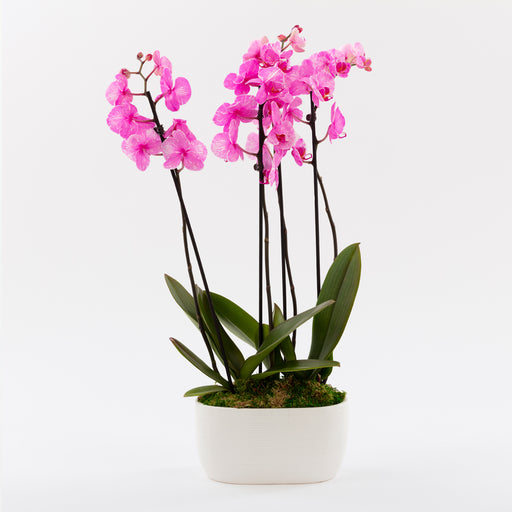 Pink Watercolor Orchid Duo
