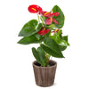 Bali Anthurium