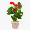 Bali Anthurium