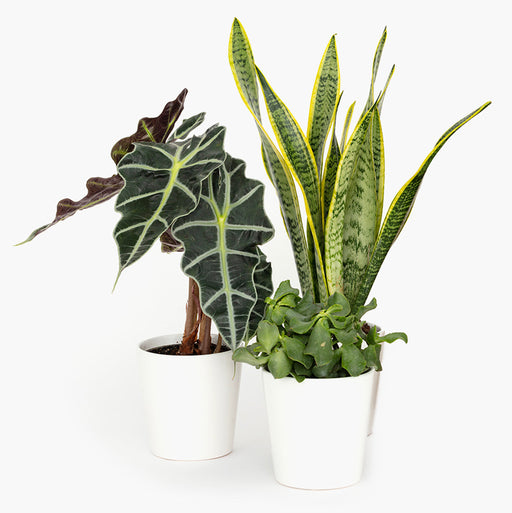 Plant Subscription 12 months